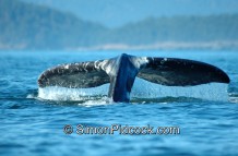 Shoal Bight Grey Whale